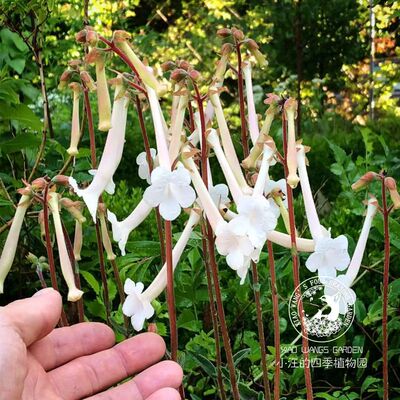 白花断崖女王白香岩盆栽花苗