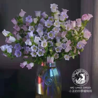 大花风铃草春季盆栽花苗