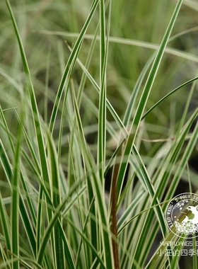 冰锥苔草 常绿观赏草 花镜花园镶边植物耐热耐寒好养易活盆栽花苗