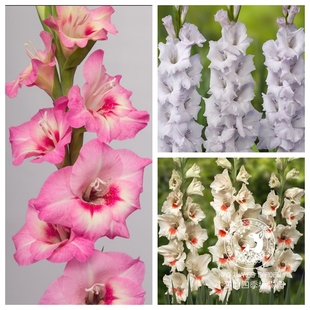 唐菖蒲剑兰 夏秋开花 多色可选 多年生球根花卉植物 庭院盆栽花苗