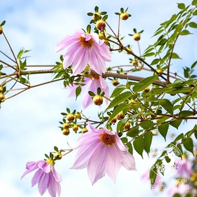 帝王大丽花树大丽耐寒