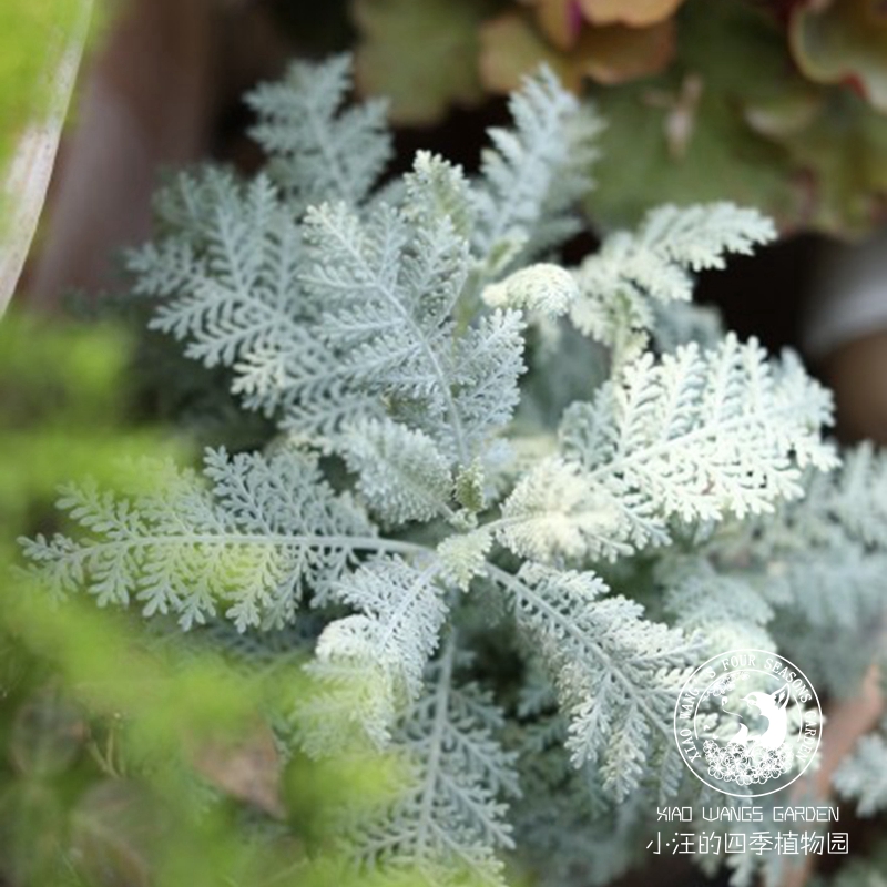 银叶菊赛车手春季盆栽苗