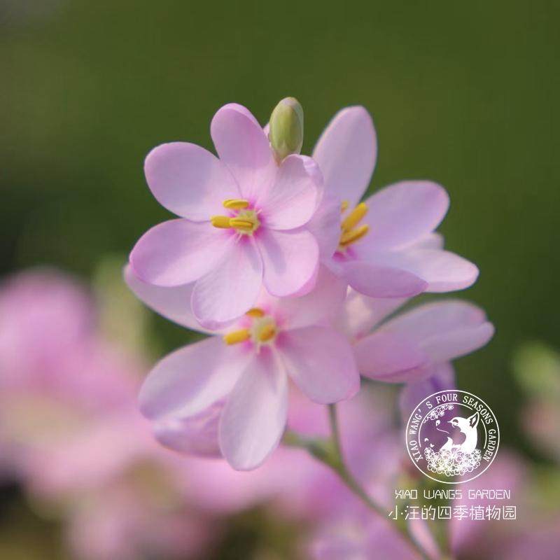 孔雀谷鸢尾 杜宾谷鸢尾 多年生小球根 春季开花植物 阳台盆栽花苗,鲜花速递/花卉仿真/绿植园艺,时令草本花卉,淘宝优惠券,粉丝福利购,淘宝优惠卷