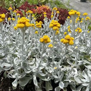 银叶蜡菊 银色旭日 多年生耐寒 新奇植物 英式花园素材植物盆栽苗