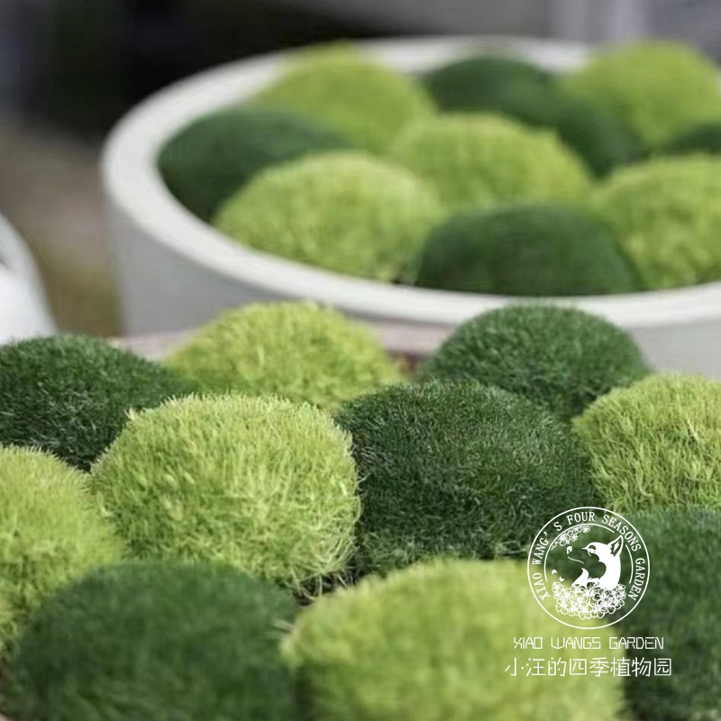 爱尔兰珍珠草 苔藓植物多年生地被花苗岩石花园盆栽组合常绿花卉 鲜花速递/花卉仿真/绿植园艺 时令草本花卉 原图主图