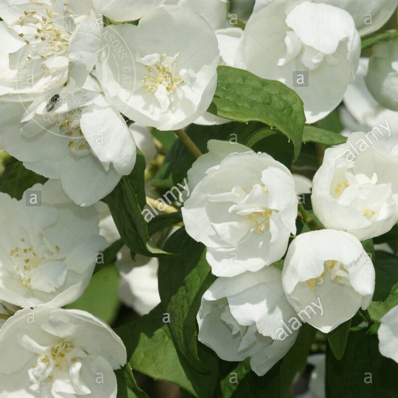 欧洲山梅花 纯真花灌木夏季开花有香味盆栽花园阳台耐寒耐热花卉