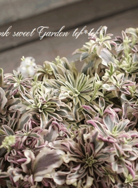 花叶糖芥 普罗伦斯 常绿地被花卉 耐寒 多年生 阳台 盆栽组合春季