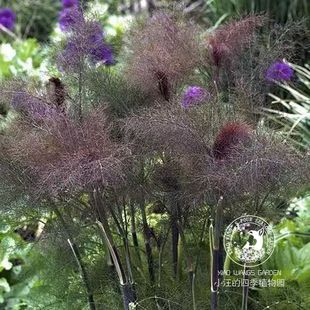 庭院花镜边境装 紫叶茴香 耐寒香草植物 春夏开花 饰花苗 铜色巨人