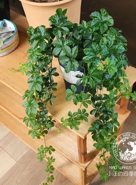 甜蜜蔓五叶地锦日系观叶垂挂植物 INS网红绿植净化空气耐阴耐寒苗