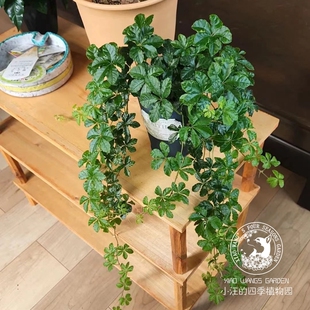 甜蜜蔓五叶地锦日系观叶垂挂植物 INS网红绿植净化空气耐阴耐寒苗