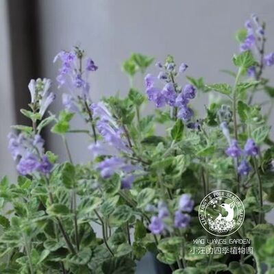 花叶立浪草耐寒盆栽花苗