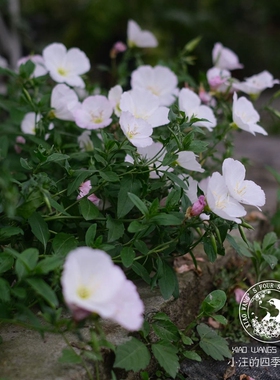 白色月见草多年生宿根盆栽花苗耐寒耐热户外庭院阳台地被春秋花卉