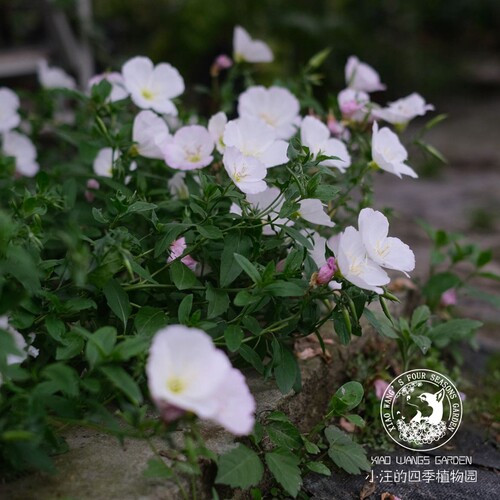 白色宿根花苗耐寒耐热户外地被