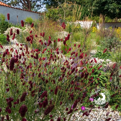 地榆红色地雷多年生夏季盆栽