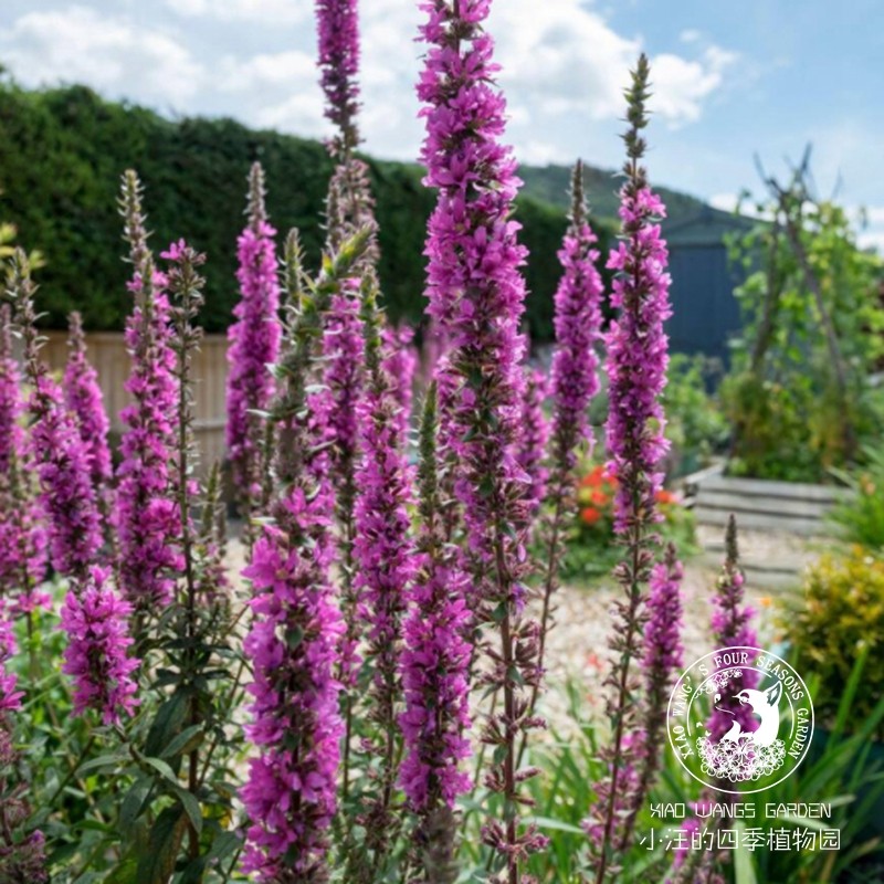 密花千屈菜罗伯特lythrum夏季开花多年生耐寒湿地宿根草本植物