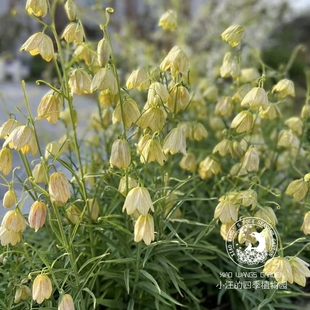 浙贝母多年生耐寒球根花卉早春开花复花性强庭院花园花镜植物盆栽