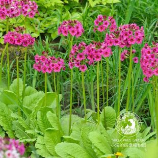 粉被灯台报春转转花高杆多年生耐寒草本植物春季开花庭院花镜盆栽