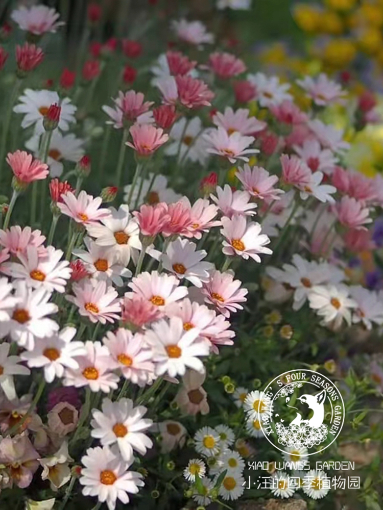 摩洛哥雏菊 杏子果酱 开花机器耐热易爆盆好养庭院花园盆栽植物苗