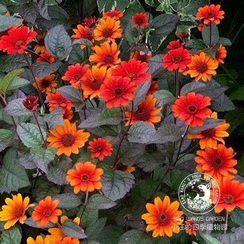 多年生宿根夏秋耐热耐寒盆栽花苗