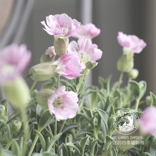 矮生 海滨粉色蝇子草 粉花 匍匐垂吊宿根 耐寒盆栽 花园 花镜花材