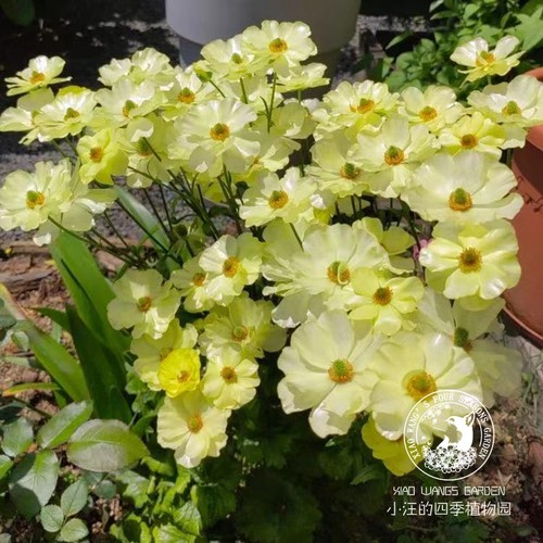 蝴蝶花毛茛草本春季耐寒盆栽花苗