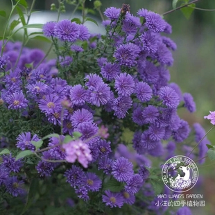 紫菀伊娃 小卡罗 重瓣荷兰菊 耐热夏季 室外植物耐寒宿根庭院阳台