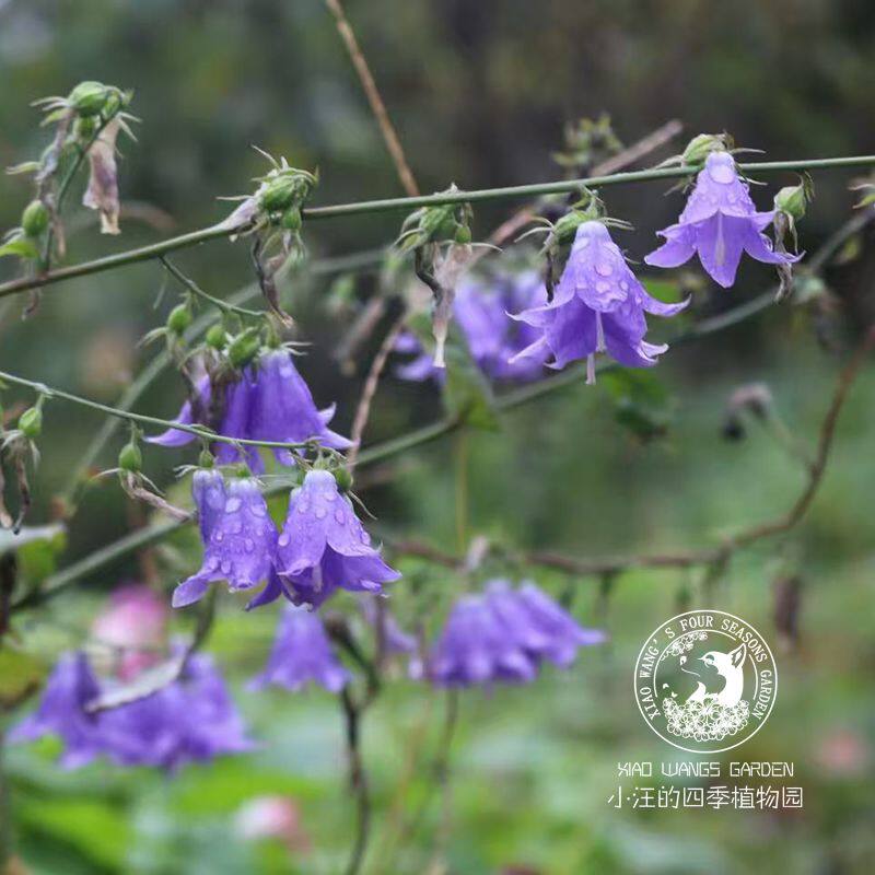 紫色南沙参多年生草本夏秋开花 耐寒耐旱 自然野趣花镜花材盆栽苗 - 实物图