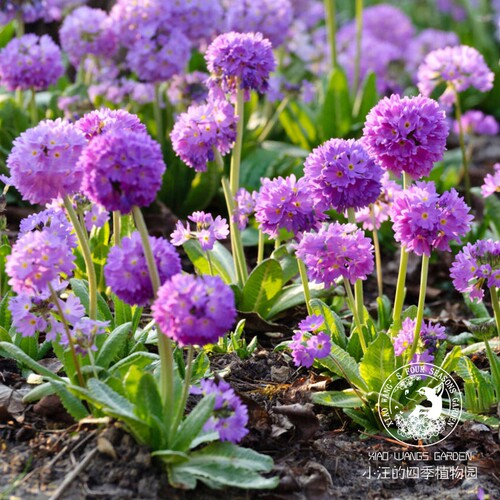 球花报春春季盆栽花苗