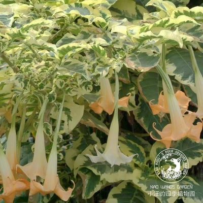 花叶曼陀罗雪丘耐热植物