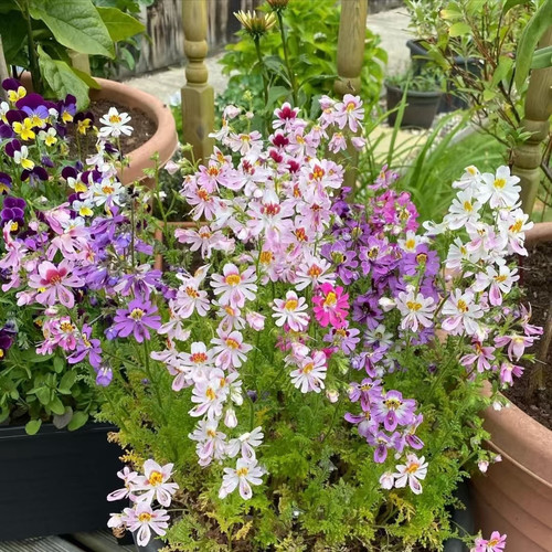 蛾蝶花多年生草本春夏盆栽花苗