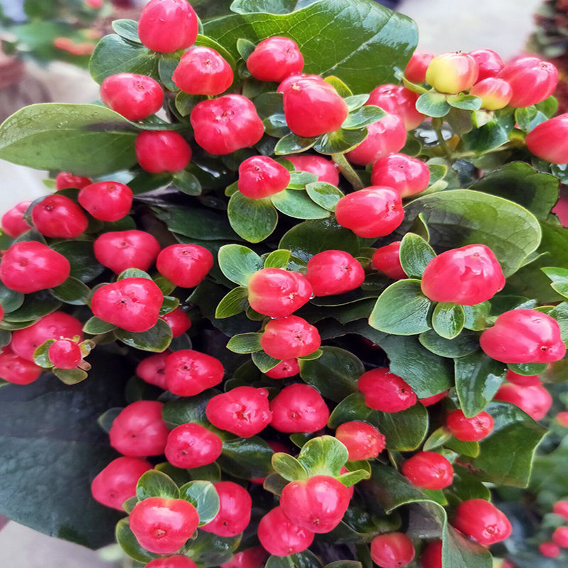 红豆相思豆鲜花基地直供云南昆明斗南同城速递家用水养桌花火龙珠