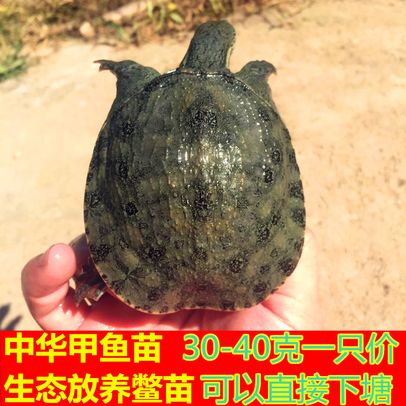 10只8元甲鱼苗外塘淡水中华小甲鱼王八水鱼苗团鱼苗龙鱼饲料包活