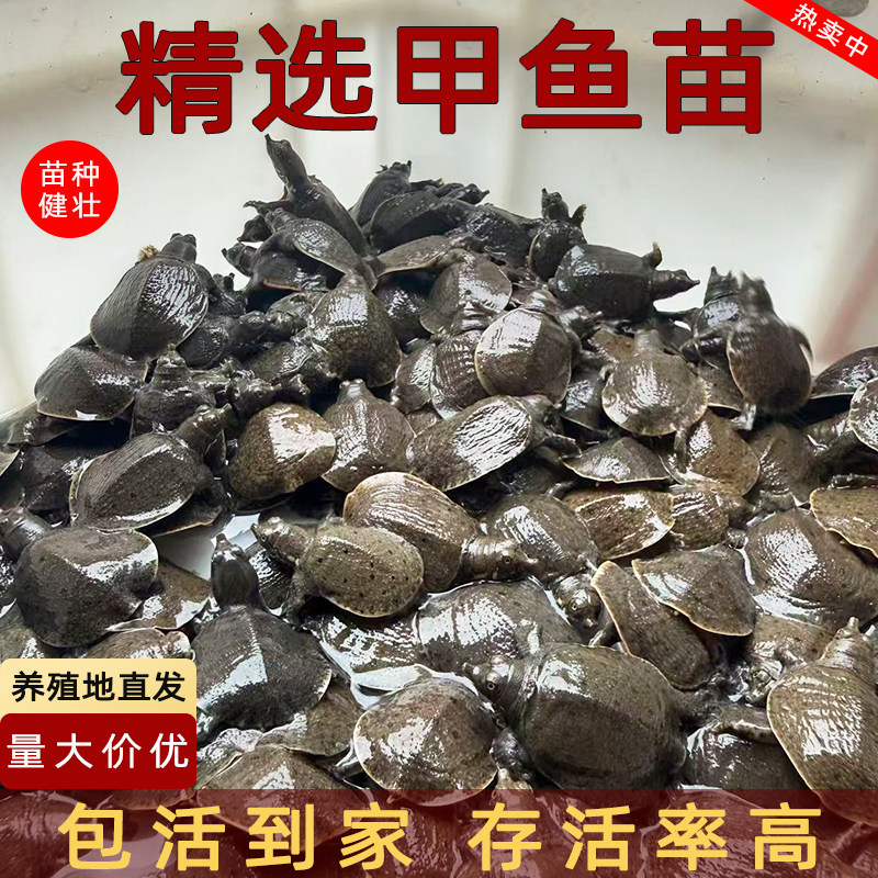 便宜小甲鱼苗批发100只新出壳中华鳖水鱼甲鱼苗鳖苗外塘养殖包邮