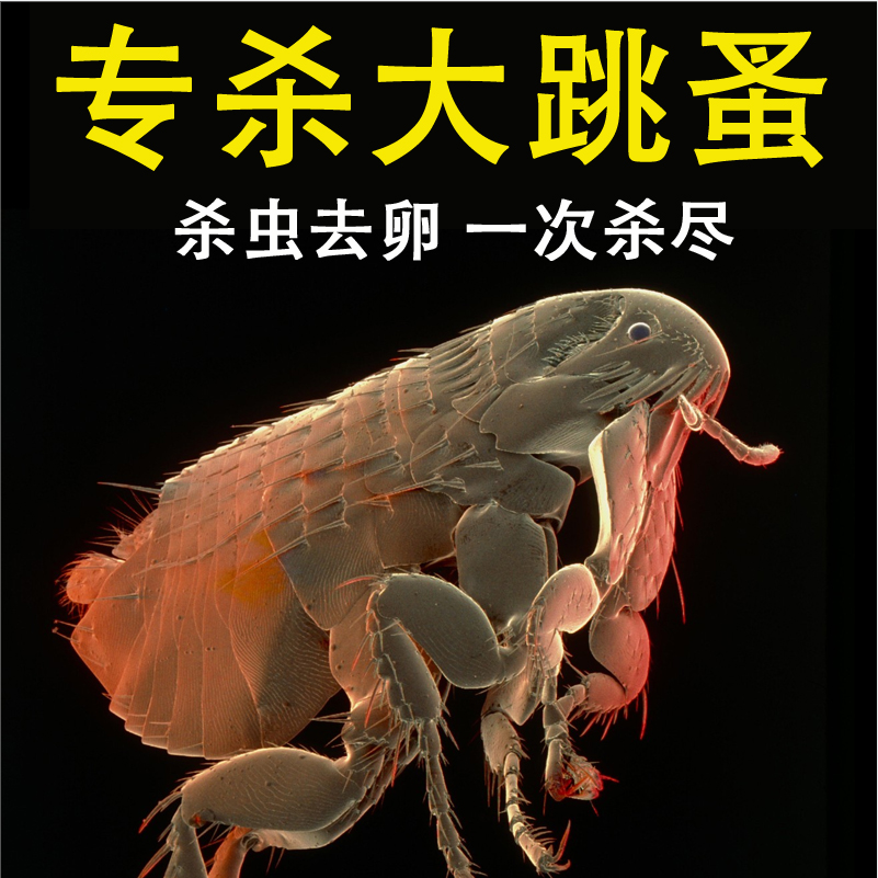 跳蚤杀虫剂除跳蚤喷剂床上家用人去虱子蚂蚁药蟑螂跳骚猫狗药室内