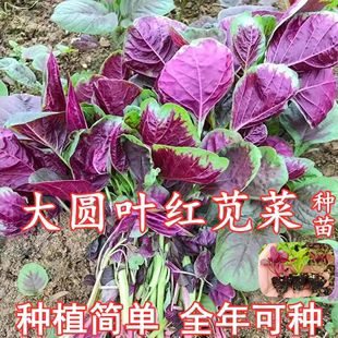 圆叶红苋菜苗四季 蔬菜种苗大全高产绿苋菜种籽盆栽生菜青苋菜种子