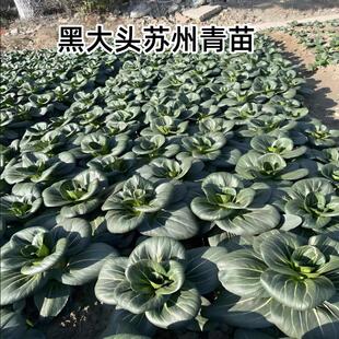 耐寒黑大头苏州青苗可越冬蔬菜苗青梗菜矮脚苏州青种子大叶青菜苗
