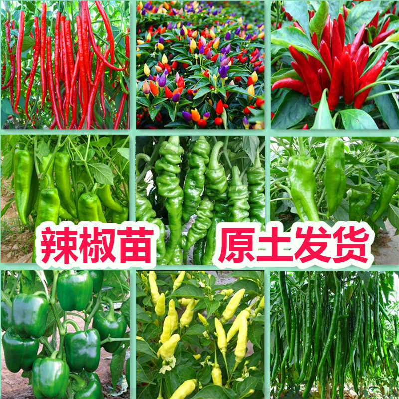 辣椒秧苗四季种植蔬菜幼苗阳台菜苗盆栽朝天椒小辣椒苗红线椒杭椒