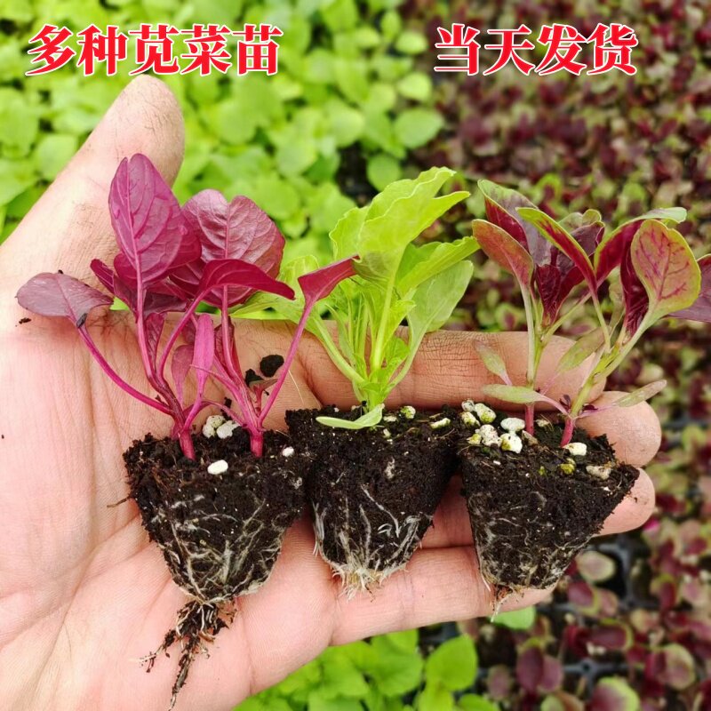 大圆叶红苋菜苗四季蔬菜种苗大全高产绿苋菜种盆栽生菜青苋菜种子