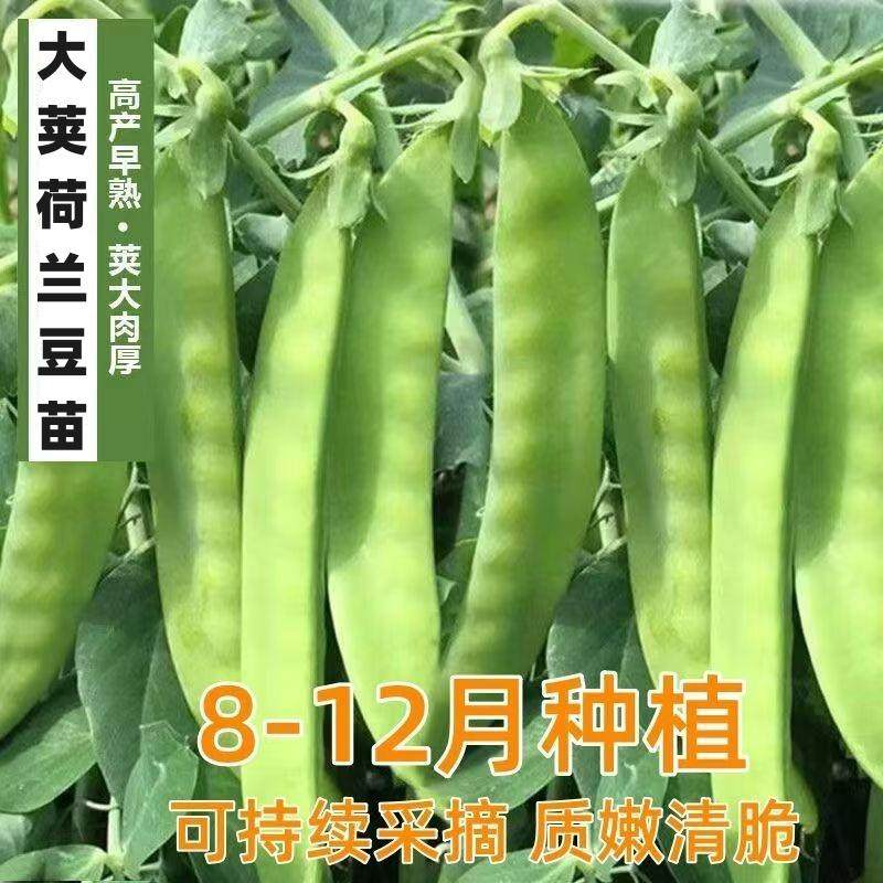 耐寒大荚荷兰豆苗食用菜豌豆高产甜脆可越冬荷兰豆秧苗子双花双夹,鲜花速递/花卉仿真/绿植园艺,家庭园艺种子,淘宝优惠券,粉丝福利购,淘宝优惠卷