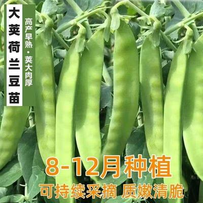 耐寒甜脆荷兰豆苗大荚双花双夹