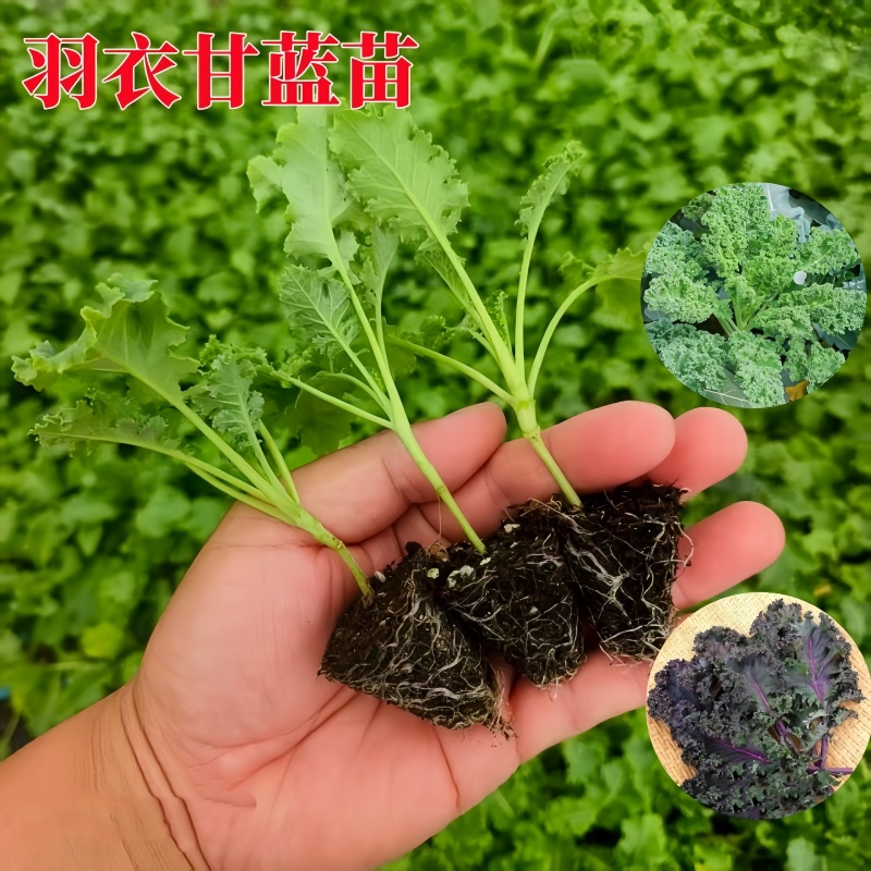 食用绿羽衣甘蓝苗带土发货耐寒菜