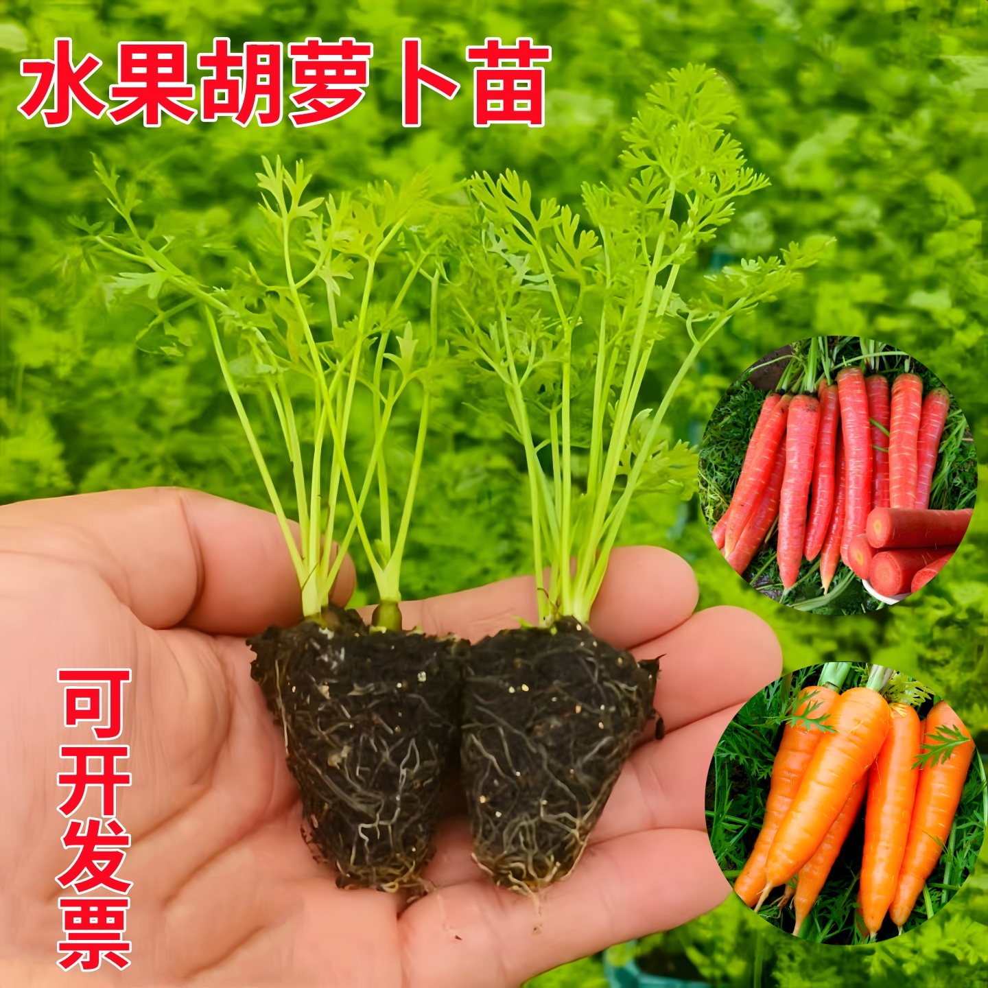 水果胡萝卜苗秧苗四季种植胡萝卜