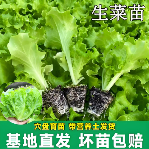 四季高产绿生菜苗紫叶生菜秧苗子