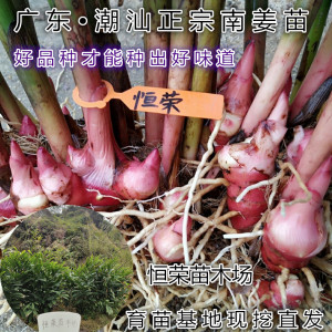 正宗南姜种苗半山腰南姜苗芦苇姜佛手姜广东潮汕卤水高品质山姜苗