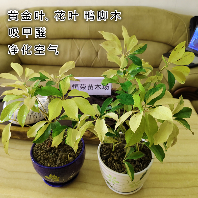 花叶鸭脚木黄金叶鸭脚木八方来财网红绿植盆栽办公室招财树室内外