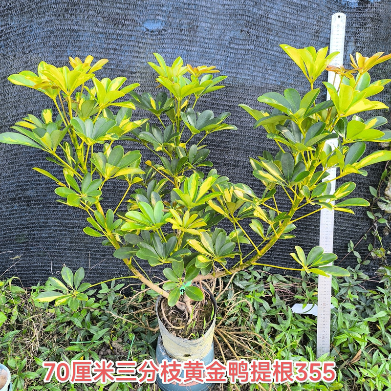 一物一拍老桩鸭脚木四季常青鸭脚木王多分枝七叶莲绿植盆栽招财树