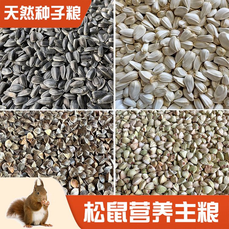 松鼠的粮食幼崽专用吃的零食磨牙图片