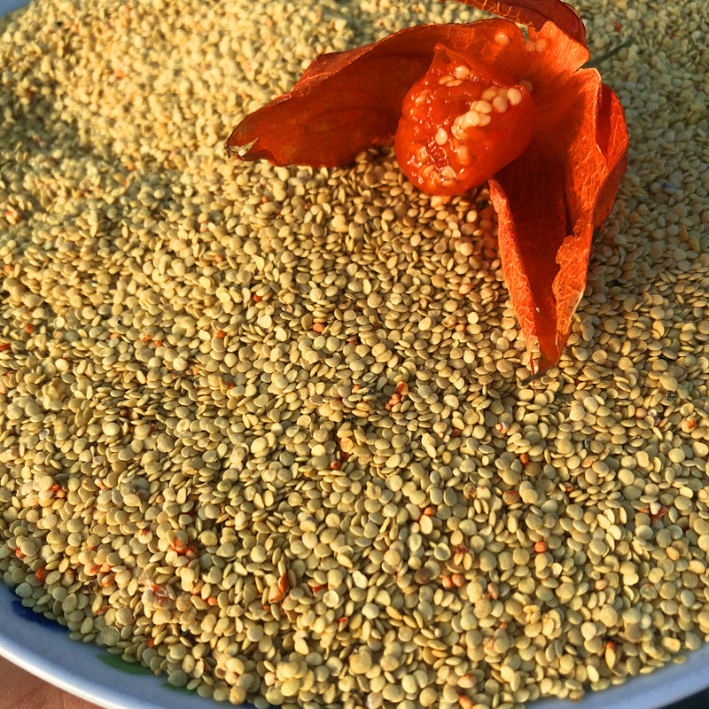 长白山野生红姑娘山姑娘苦姑娘锦灯笼果种子干籽100克包邮