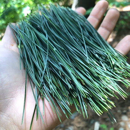 东北长白山鲜松针现采摘500g