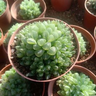 群生雪花玉露多头群生水晶玉露多肉植物十二卷属防辐射盆栽